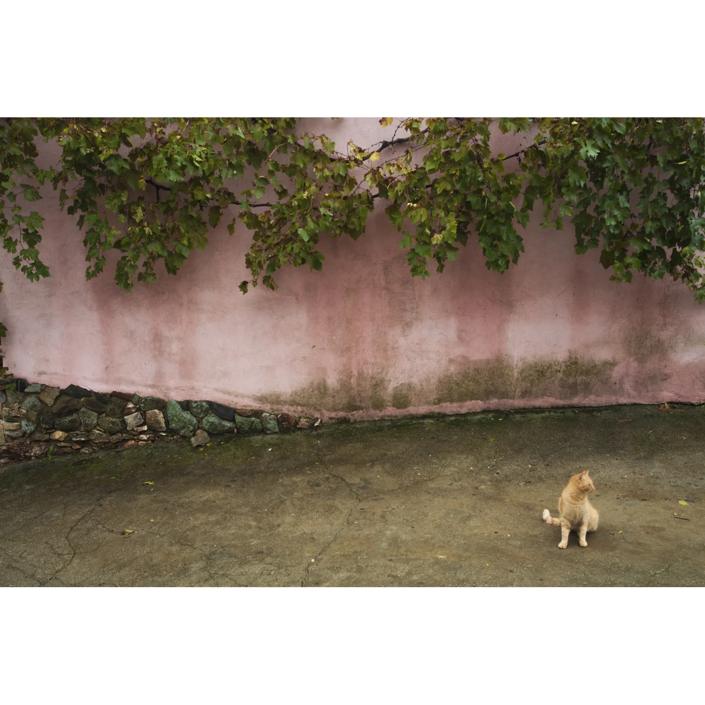 Open Edition Print 148