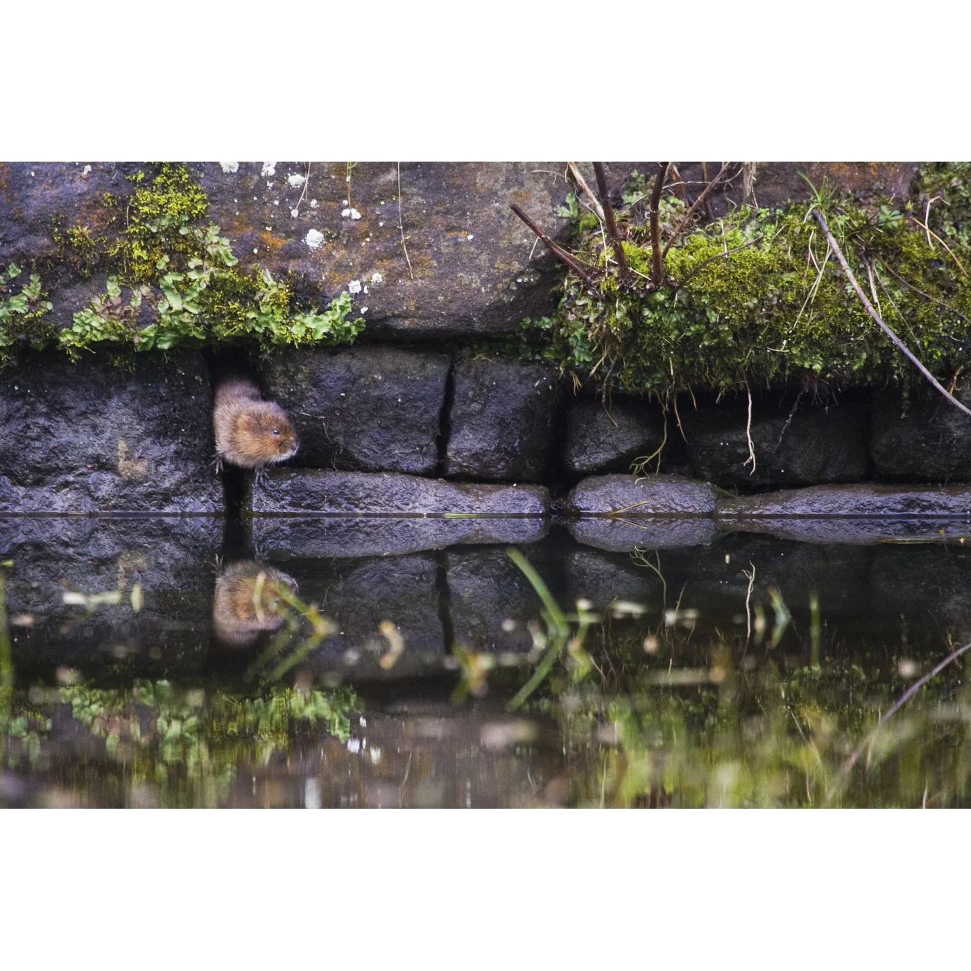 Open Edition Print 168